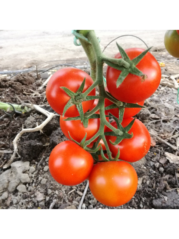 10x Tomatenzaden 'Tica'