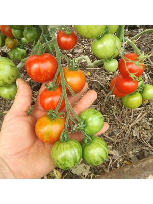 10x Tomatenzaden 'Tigerella'