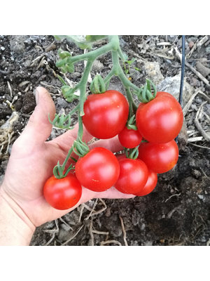 10x Tomatenzaden 'Outdoor Girl'