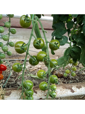 20x Tomatenzaden 'Green Doctors'