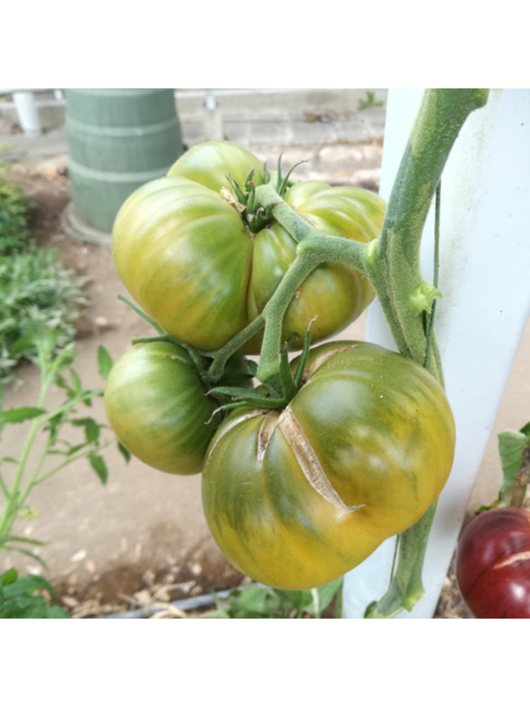 10x Tomatenzaden 'Absinthe'