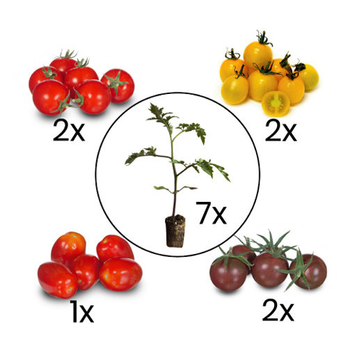 Gekleurde cherrytomaten planten mix. Gekleurde cherrytomaten planten mix.
