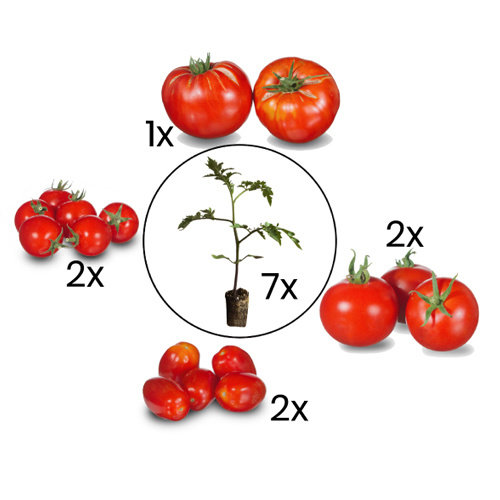 Rode tomatenplanten mix.