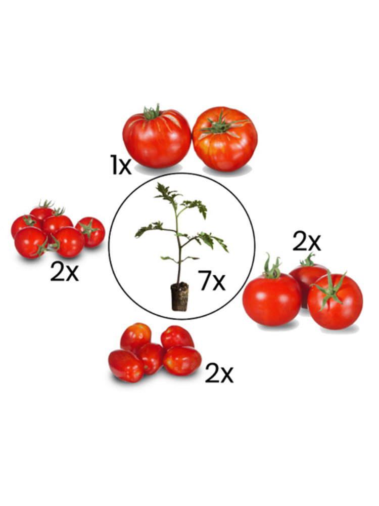 Rode tomatenplanten mix.