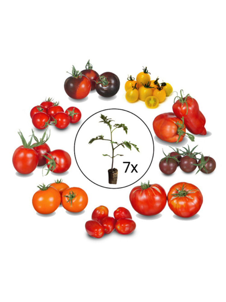 Tomatenplanten verrassing mix