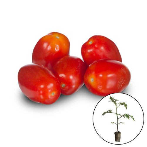 Tomatenplant 'Datterini'