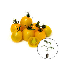 Tomatenplant 'Lollipop'