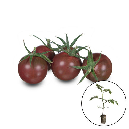 Tomatenplant 'Black Cherry'