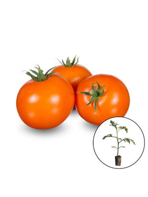 Tomatenplant 'Arancia'