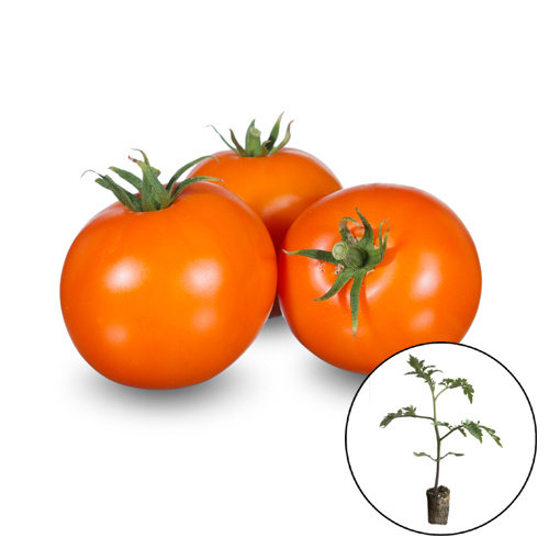 Tomatenplant 'Arancia'