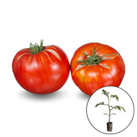 Tomatenplant 'Red Brandywine'