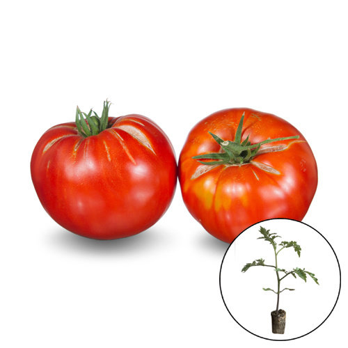 Tomatenplant 'Red Brandywine'