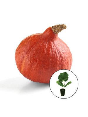 Pompoenplant 'Uchiki Kuri' Pompoenplant 'Uchiki Kuri'