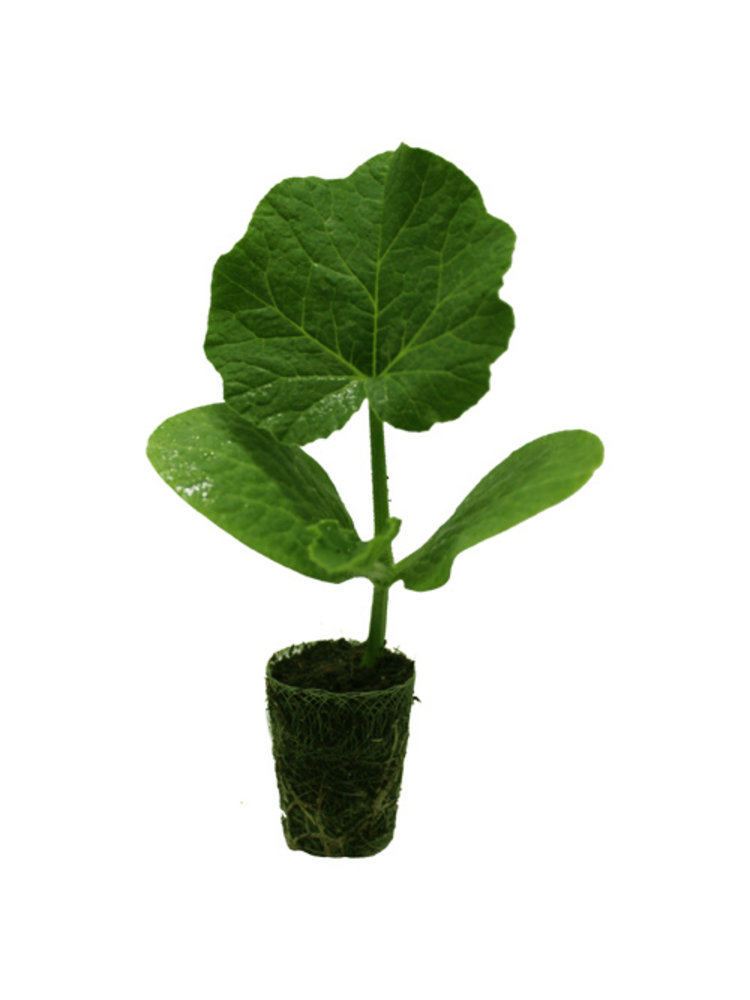 Pompoenplant 'Uchiki Kuri'