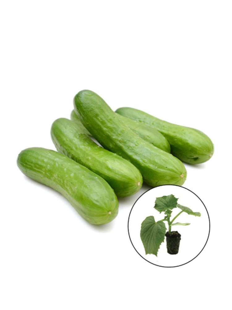 Komkommerplant 'Green Finger F1'