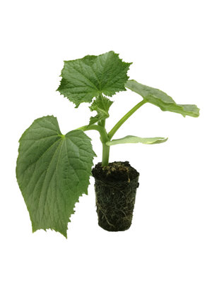 Komkommerplant 'Green Finger F1'