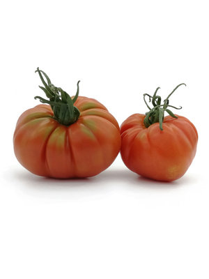 20x Tomatenzaden 'Pantano'