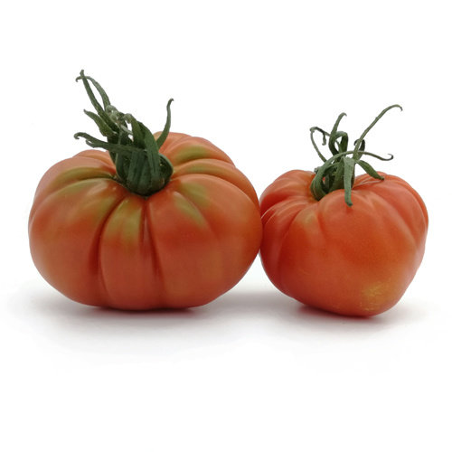 20x Tomatenzaden 'Pantano' 20x Tomatenzaden 'Pantano'