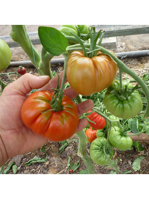 10x Tomatenzaden 'Pantano'