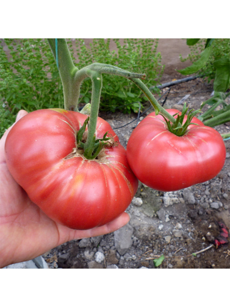 10x Tomatenzaden 'Rebel Yell'