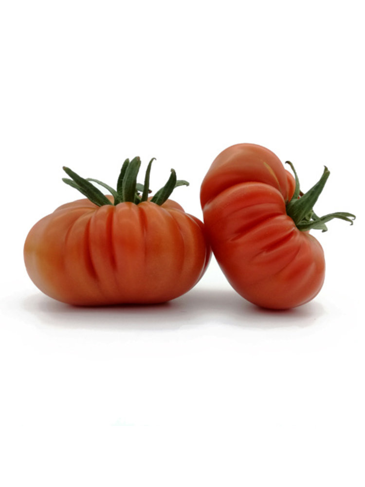 10x Tomatenzaden 'Costoluto Genovese'
