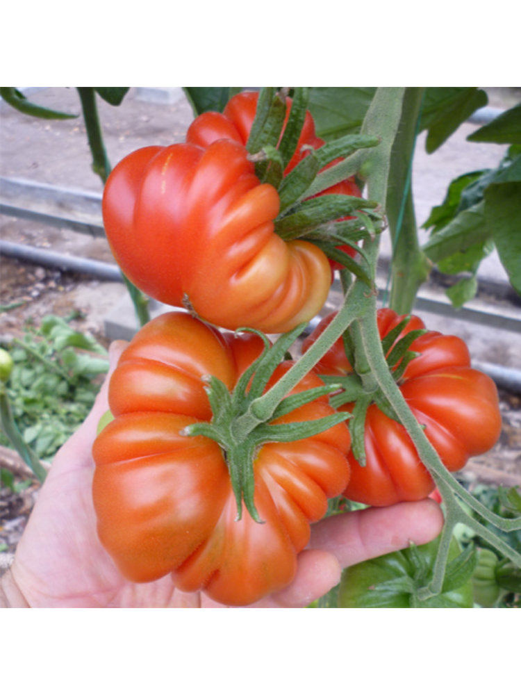 10x Tomatenzaden 'Costoluto Genovese'
