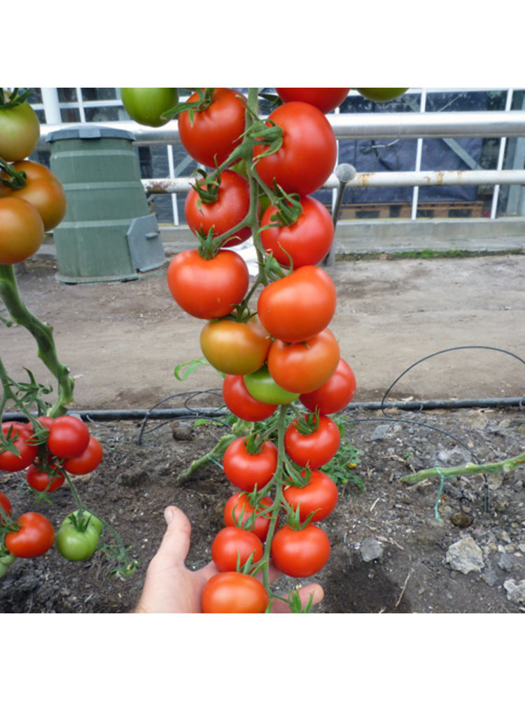 10x Tomatenzaden 'Money Maker'