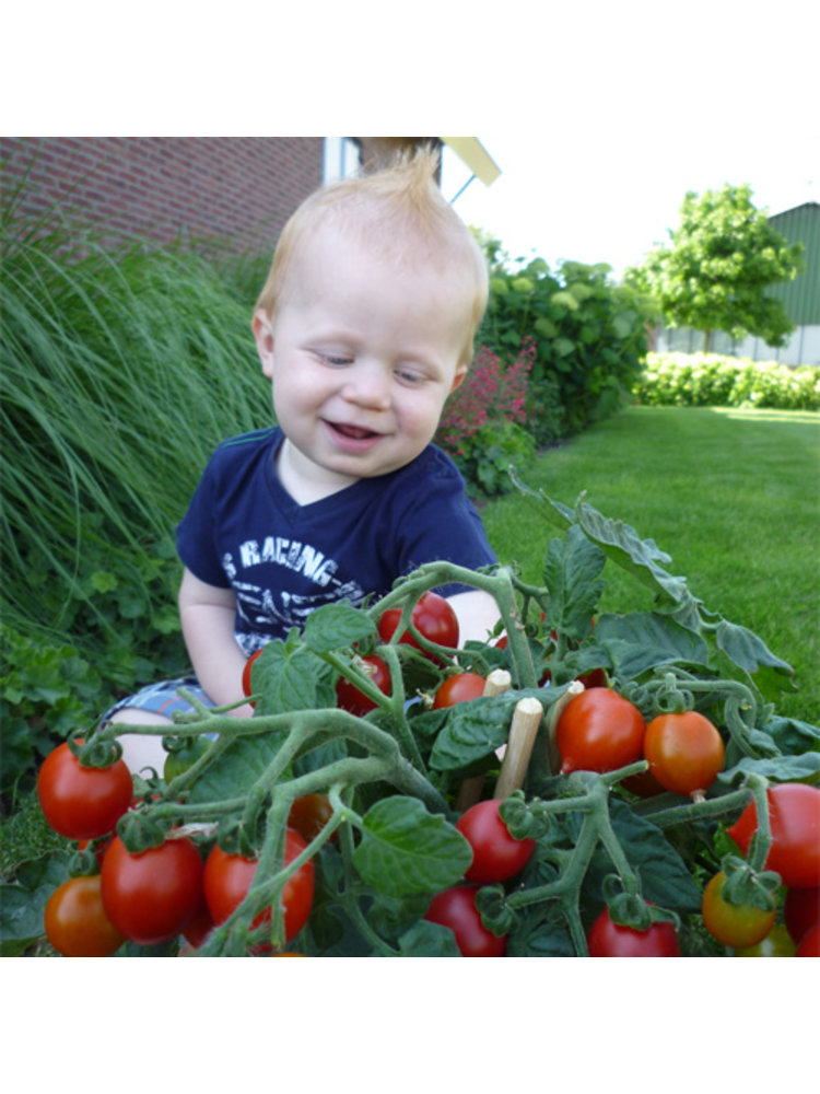 20x Tomatenzaden 'Red Explosion'