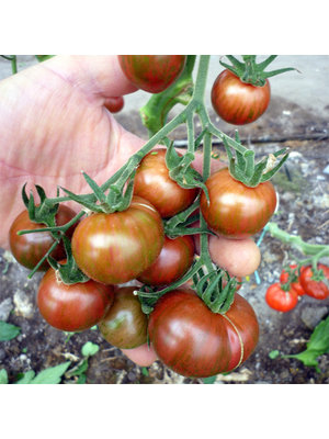 10x Tomatenzaden 'Purple Bumble Bee'