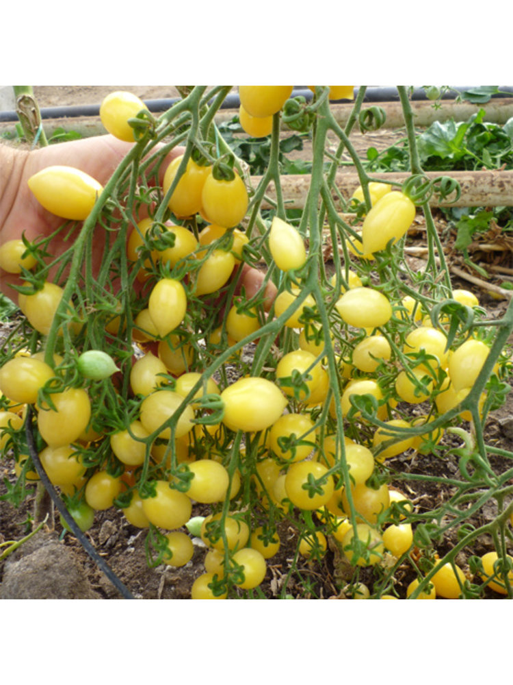 20x Tomatenzaden 'Barry’s Crazy Cherry'