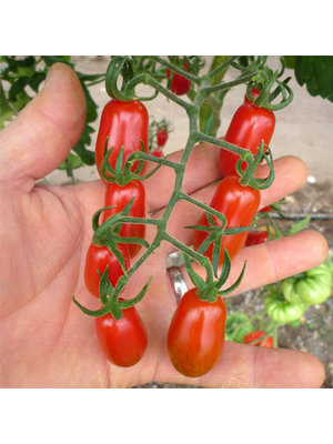 10x Tomatenzaden 'Datterini'