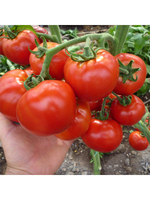 20x Tomatenzaden 'Multum'