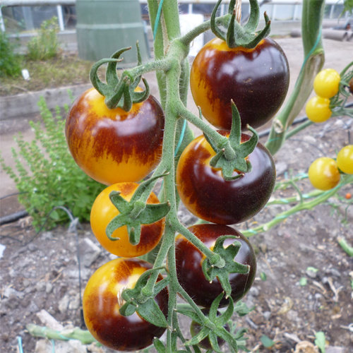 20x Tomatenzaden 'Bosque Bumblebee' 20x Tomatenzaden 'Bosque Bumblebee'