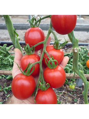 20x Tomatenzaden 'De Barao'