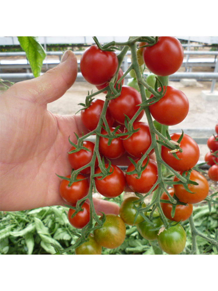 10x Tomatenzaden 'Zasweet'