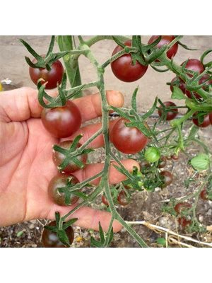 10x Tomatenzaden 'Black Cherry'