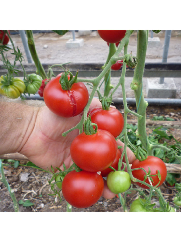 10x Tomatenzaden 'Matina'