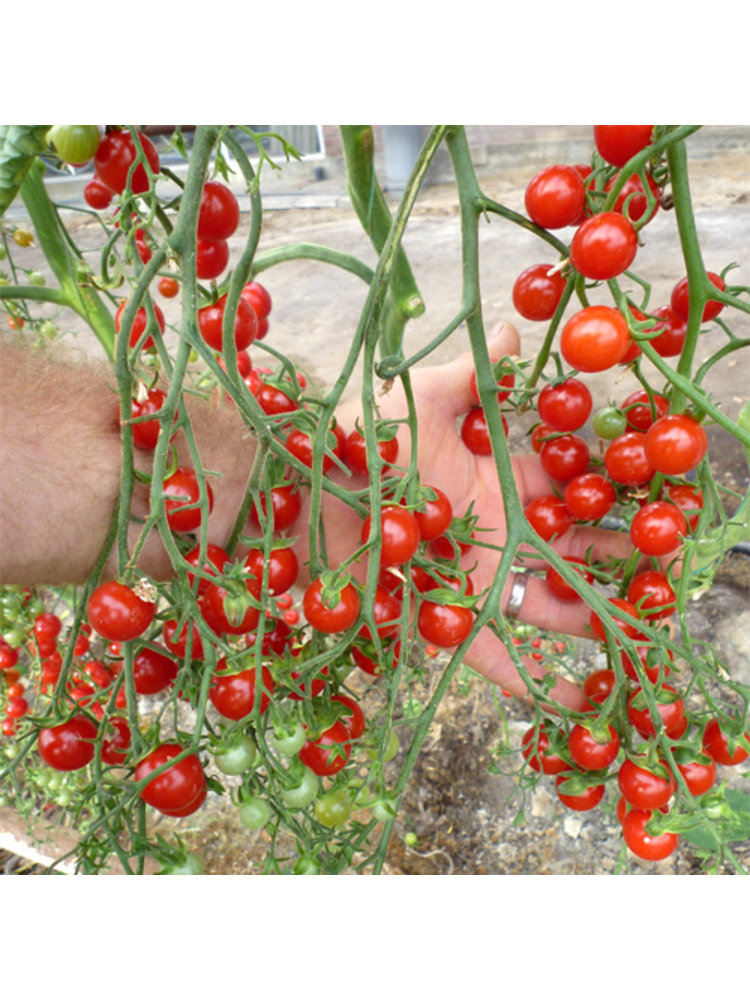 10x Tomatenzaden 'Sweet Aperitif'