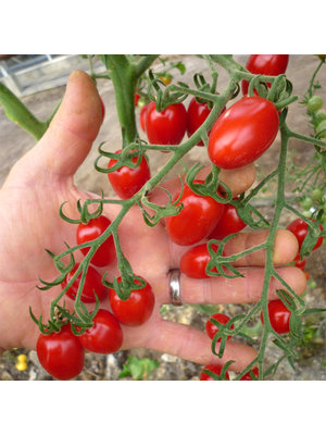 10x Tomatenzaden 'Jujube Cherry'