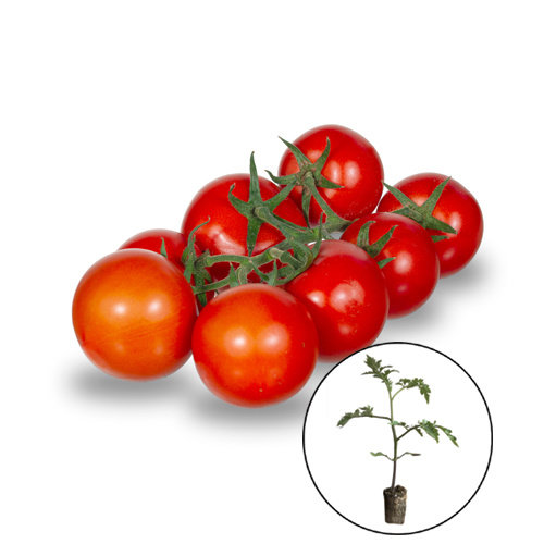 Tomatenplant 'Tica'