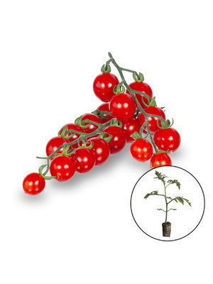 Tomatenplant 'Sweet Aperitif'