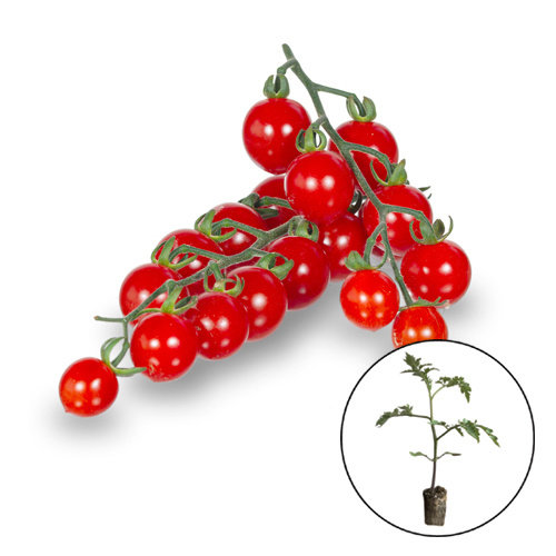 Tomatenplant 'Sweet Aperitif' Tomatenplant 'Sweet Aperitif'