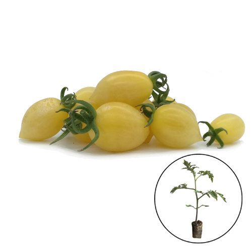 Tomatenplant 'Barry’s Crazy Cherry'