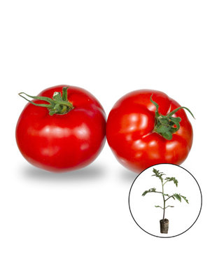 Tomatenplant 'Multum' Tomatenplant 'Multum'