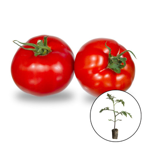 Tomatenplant 'Multum'