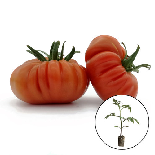 Tomatenplant 'Costoluto Genovese'