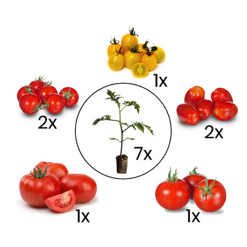 Onze favoriete tomatenplanten mix Onze favoriete tomatenplanten mix