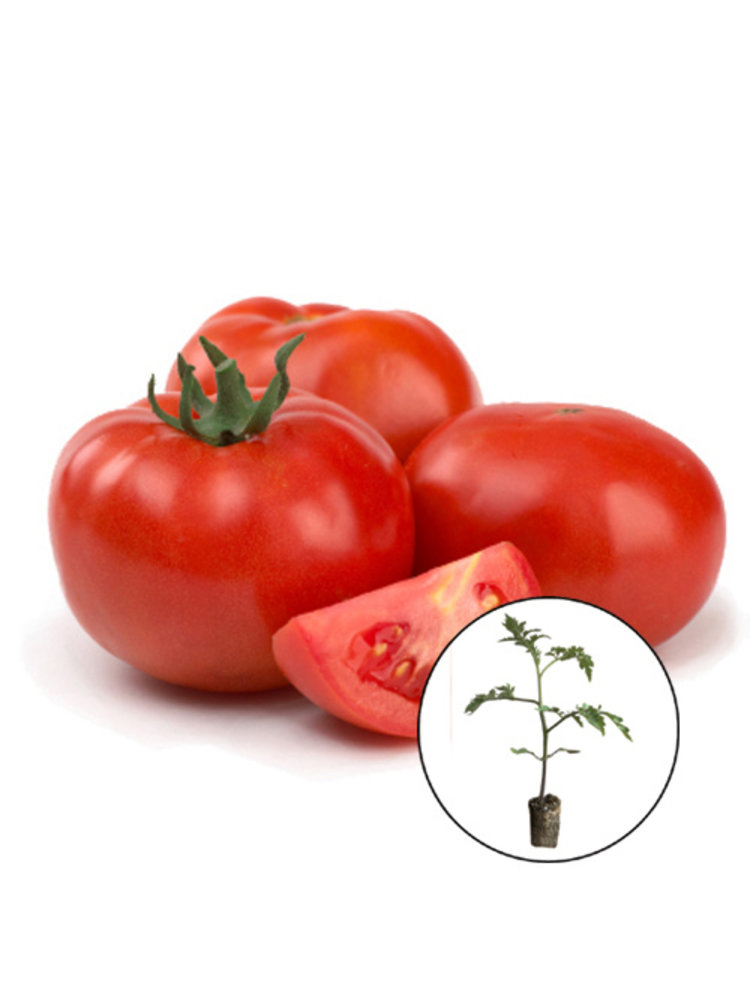 Onze  favoriete tomatenplanten mix