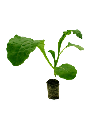 Palmkool plant 'Nero di Toscana'