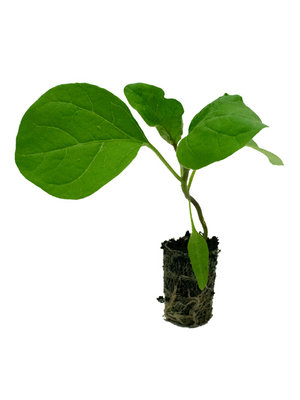 Aubergine plant 'Violetta Lunga 3'